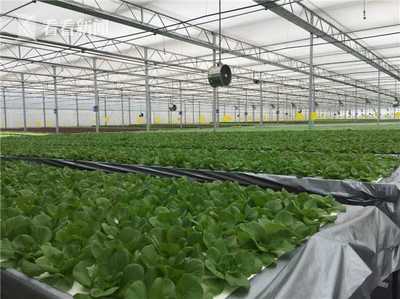 無土栽培新紀元 上海建成最大單體植物工廠，技術驅動產量躍升